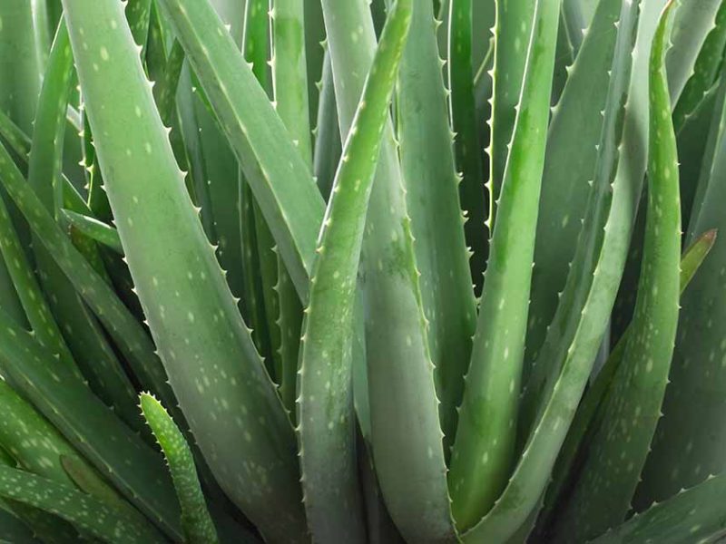 Aloe vera, planta care nu ar trebui sa iti lipseasca din casa