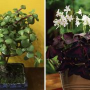 7 plante pe care este bine să le ai în casă: aduc norocul și fericirea
