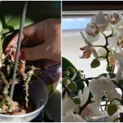 Cum faci să îți înflorească orhideea TOT ANUL! Da, este posibil